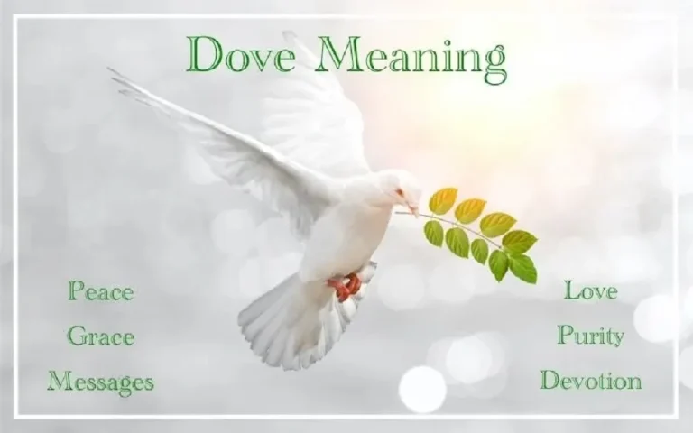 Dead Dove Meaning