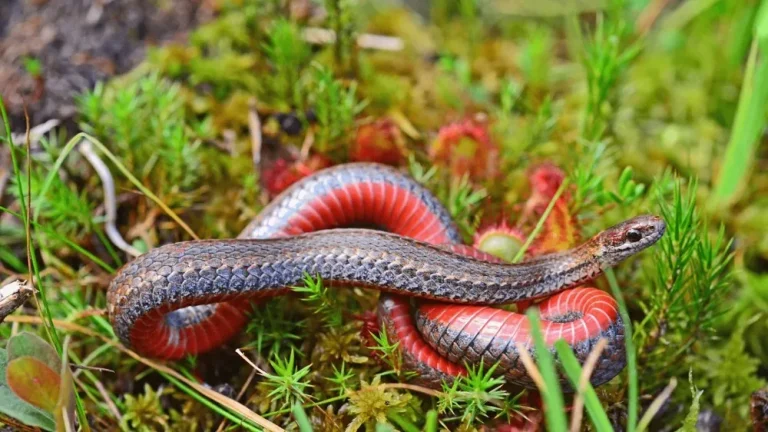 Ruby Snake Meaning