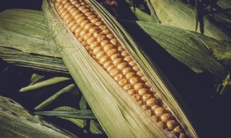 Corn Puns