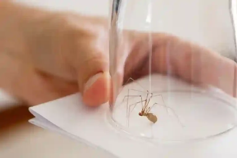 What Keeps Spiders Away