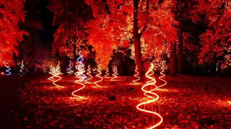 Windsor Great Park Illuminated