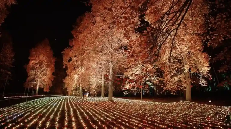 Windsor Illuminated