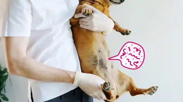 Diatomaceous Dog Parasites